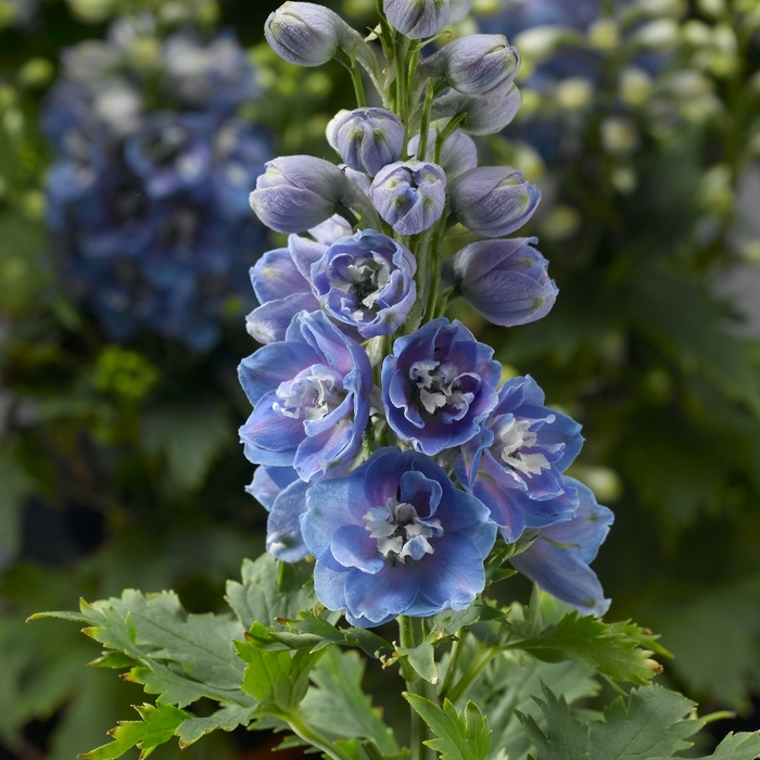 Larkspur - Delphinium elatum 'Light Blue White Bee' Larkspur - Delphinium elatum 'Light Blue White Bee'