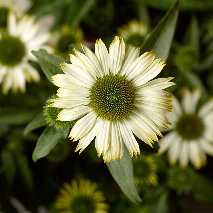 Coneflower - Echinacea purpurea 'Prairie Splendor™ Compact White'