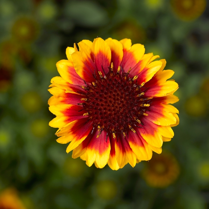 Blanket Flower - Gaillardia aristata 'Barbican™ Yellow Red Ring' Blanket Flower - Gaillardia aristata 'Barbican™ Yellow Red Ring'