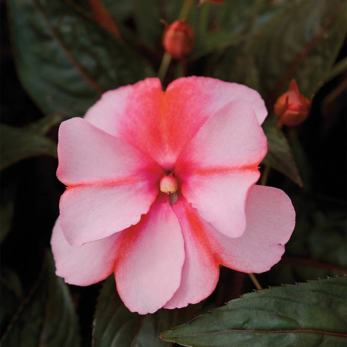 Impatiens, New Guinea - Impatiens hawkerii 'Super Sonic® Sweet Cherry' Impatiens, New Guinea - Impatiens hawkerii 'Super Sonic® Sweet Cherry'