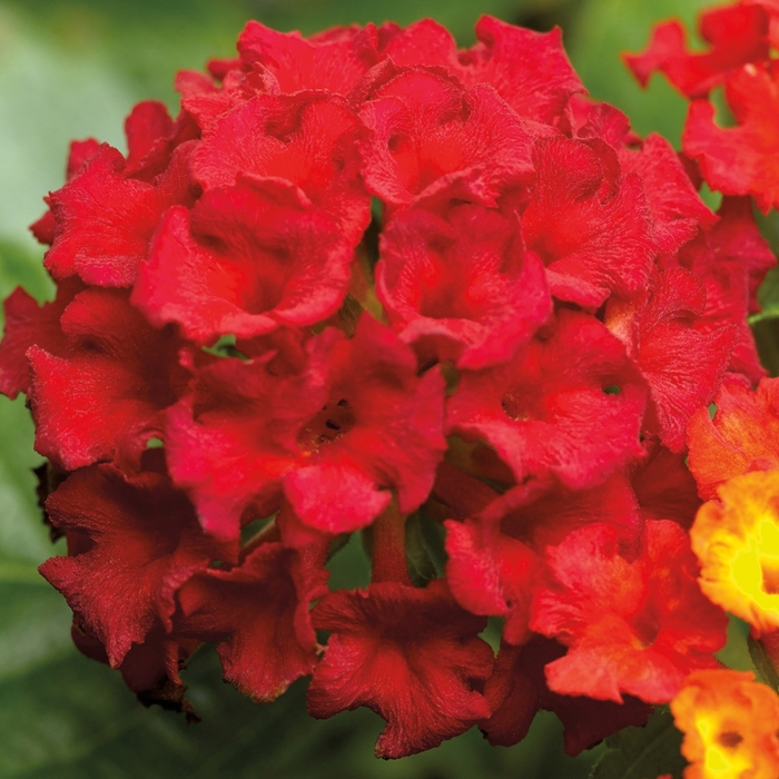 Bandana® 'Red' - Lantana camara