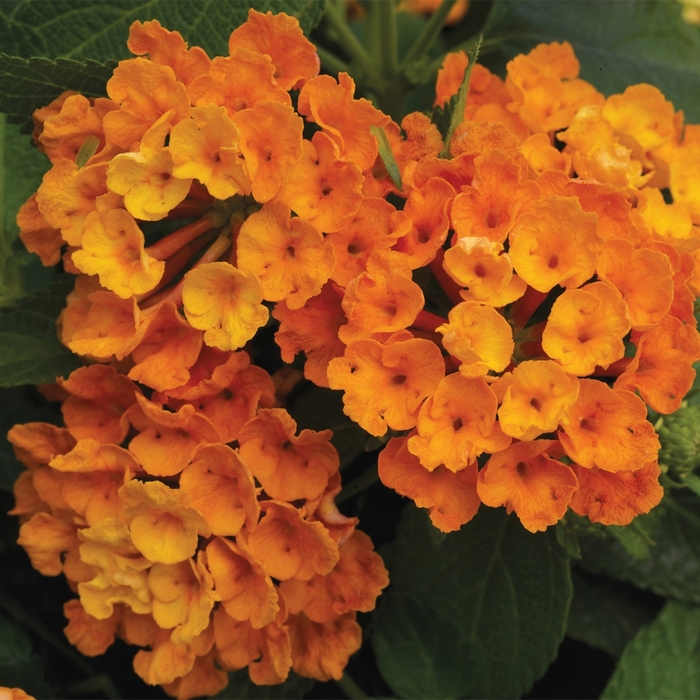 Lantana - Lantana camara 'Bandana® Orange' Lantana - Lantana camara 'Bandana® Orange'