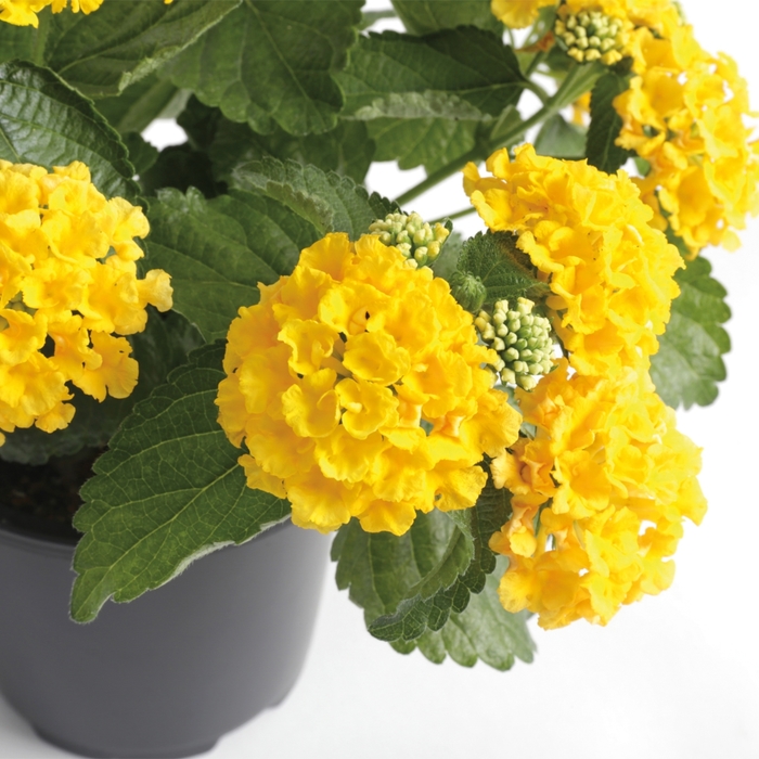 Lantana - Lantana camara 'Bandana® Yellow'