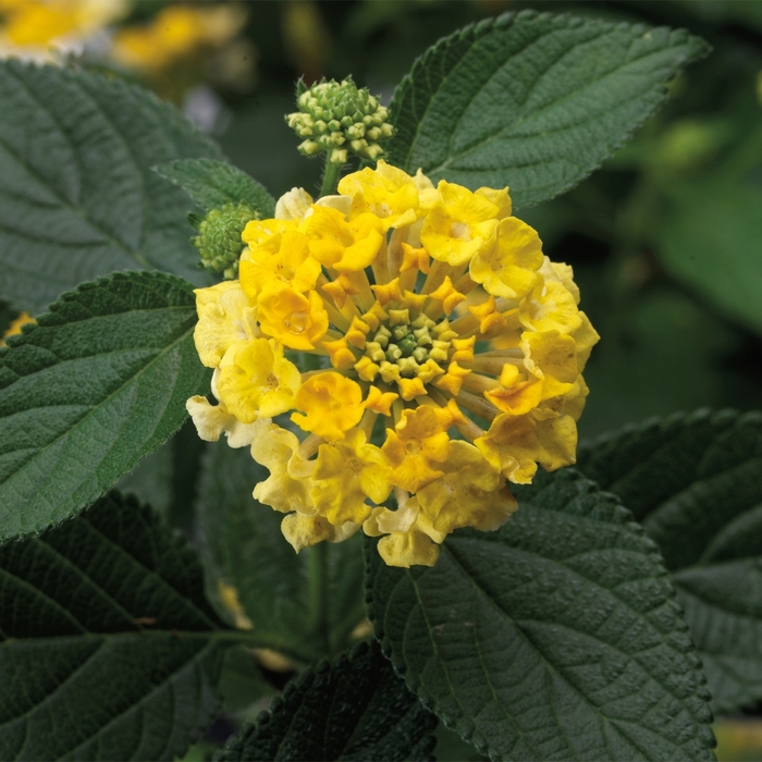 Lantana - Lantana camara 'Bandana® Lemon Zest'