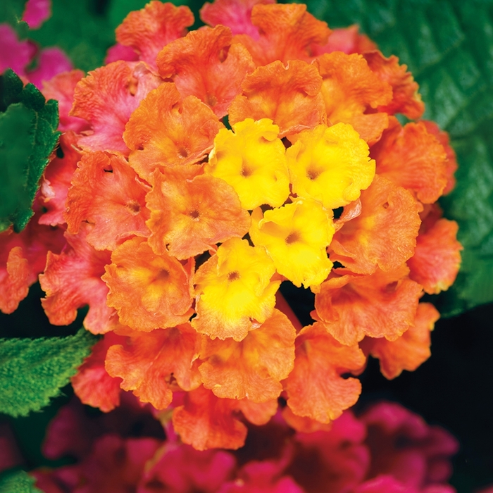 Lantana - Lantana camara 'Bandana Cherry Sunrise'