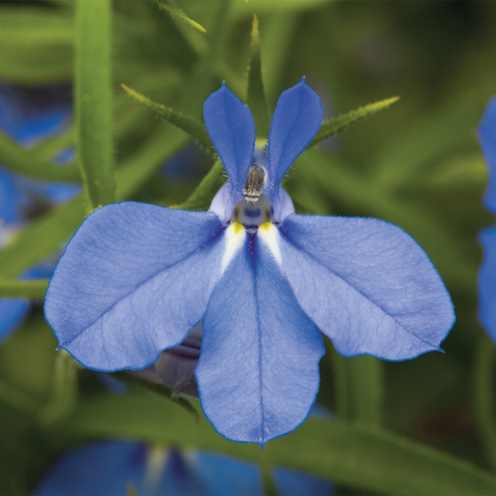 Lobelia - Lobelia erinus 'Techno® Heat Electric Blue'