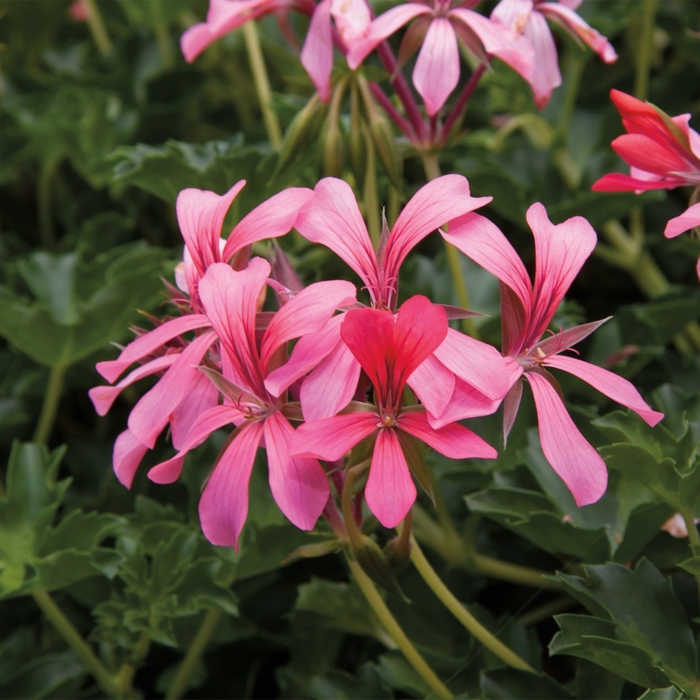 Geranium, Ivy - Pelargonium peltatum Cascade Sofie