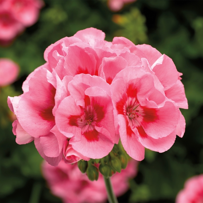 Geranium, Hybrid - Pelargonium 'Calliope® Medium Pink Flame'