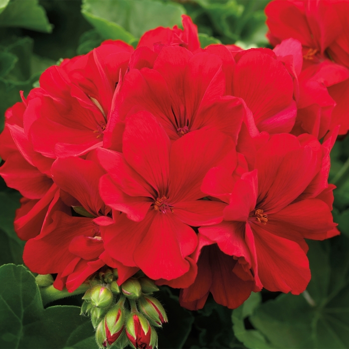 Geranium, Hybrid - Pelargonium 'Calliope® Large Dark Red'