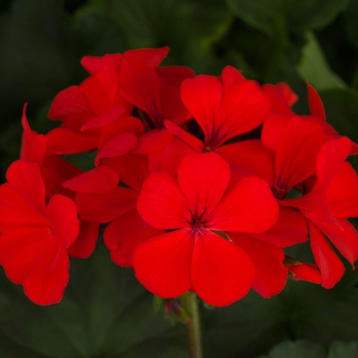 Geranium, Ivy - Pelargonium 'Caliente® Orange' Geranium, Ivy - Pelargonium 'Caliente® Orange'