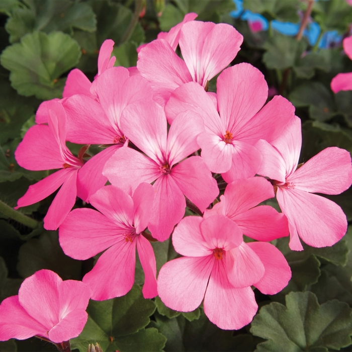 Geranium, Ivy - Pelargonium Caliente® 'Pink' Geranium, Ivy - Pelargonium Caliente® 'Pink'