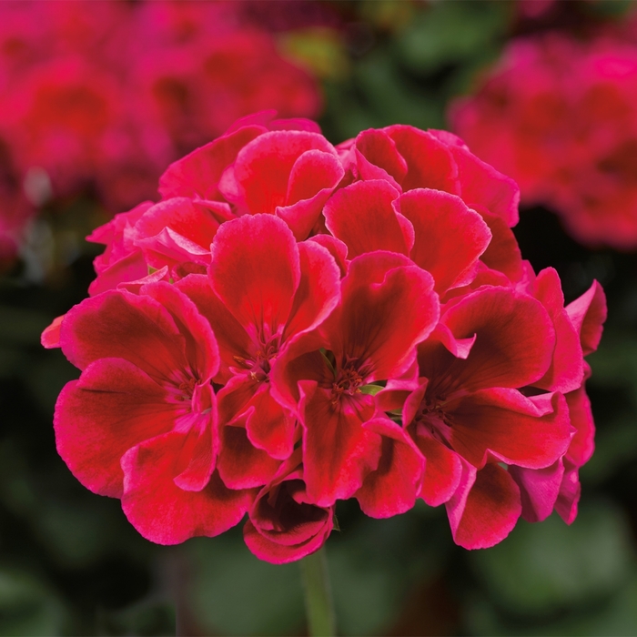 Geranium, Hybrid - Pelargonium 'Calliope® Medium Crimson Flame'