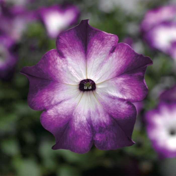 Petunia - Petunia Sanguna® 'Radiant Blue'