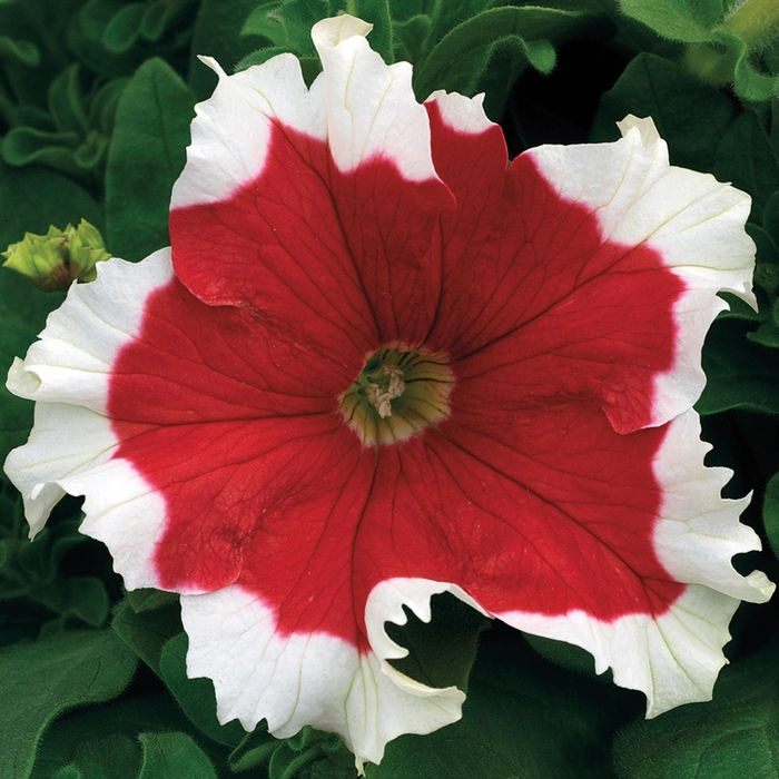 Petunia - Petunia grandiflora 'Frost™ Fire'