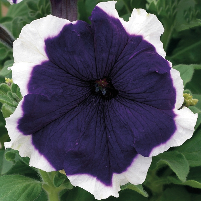 Petunia - Petunia grandiflora 'Frost Blue' Petunia - Petunia grandiflora 'Frost Blue'
