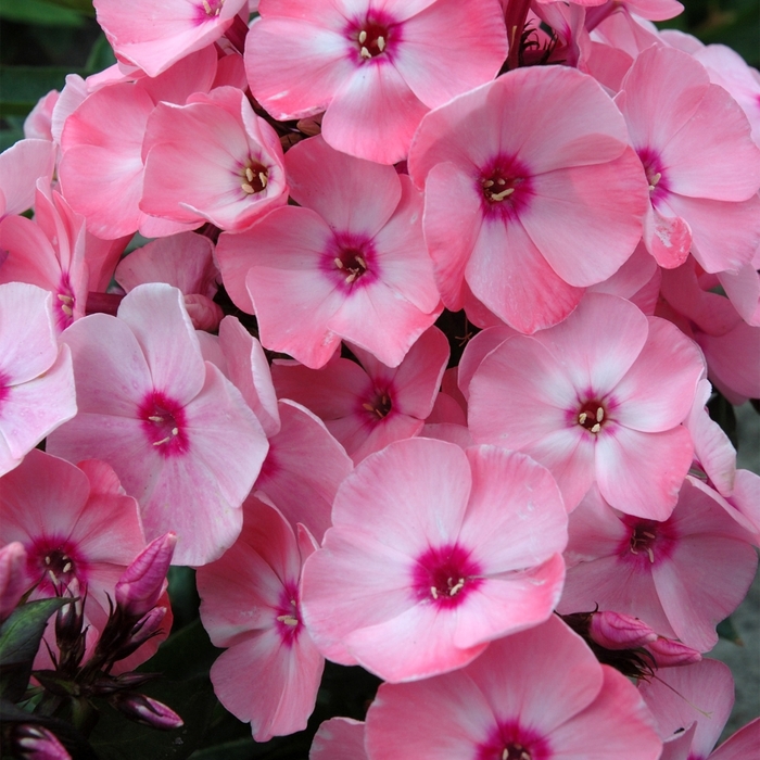 Garden Phlox - Phlox paniculata 'Sweet Summer Queen' Garden Phlox - Phlox paniculata 'Sweet Summer Queen'