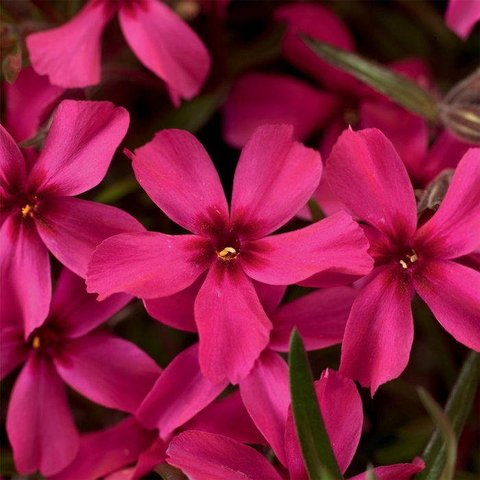 Creeping Phlox - Phlox subulata 'Scarlet Flame' Creeping Phlox - Phlox subulata 'Scarlet Flame'