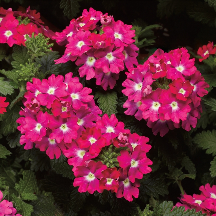 Verbena - Verbena (Lanai® Upright Rose w Eye) Verbena - Verbena (Lanai® Upright Rose w Eye)