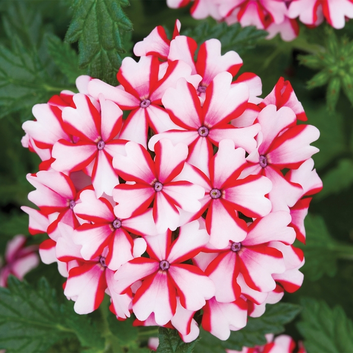 Verbena - Verbena hybrida 'Lanai® Candy Cane' Verbena - Verbena hybrida 'Lanai® Candy Cane'