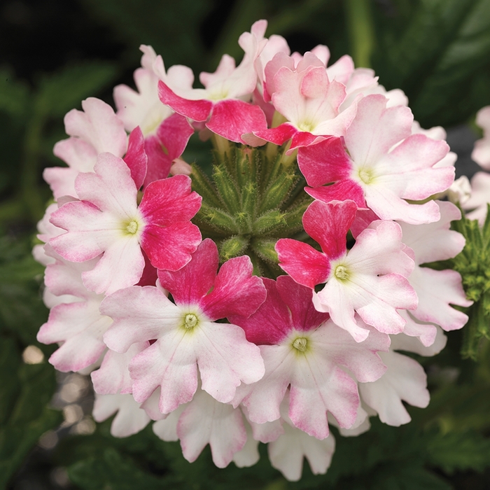 Verbena - Verbena hybrida 'Lanai® Twister Pink'