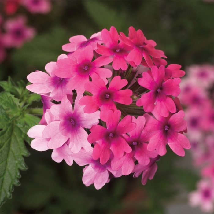 Verbena - Verbena Lanai® 'Bright Eye'