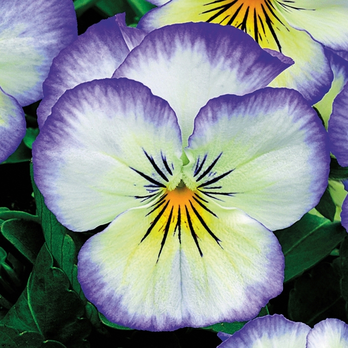 Pansy - Viola cornuta 'Penny Purple Picotee' Pansy - Viola cornuta 'Penny Purple Picotee'