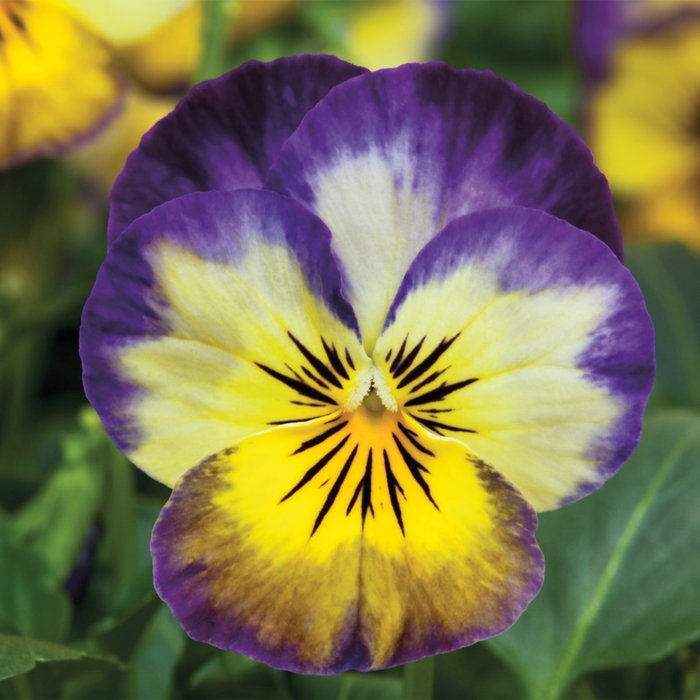 Pansy - Viola cornuta 'Penny Primrose Picotee'