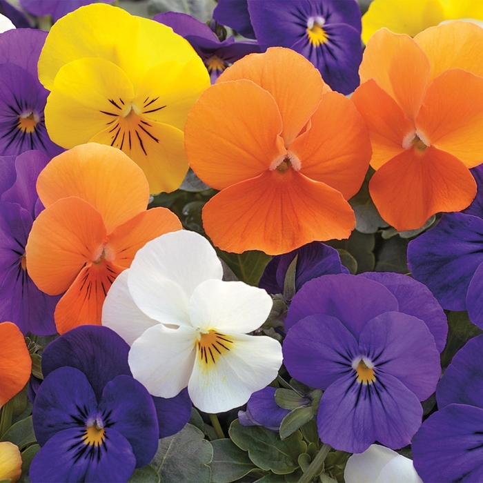 Viola - Viola cornuta 'Penny™ All Seasons Mix'