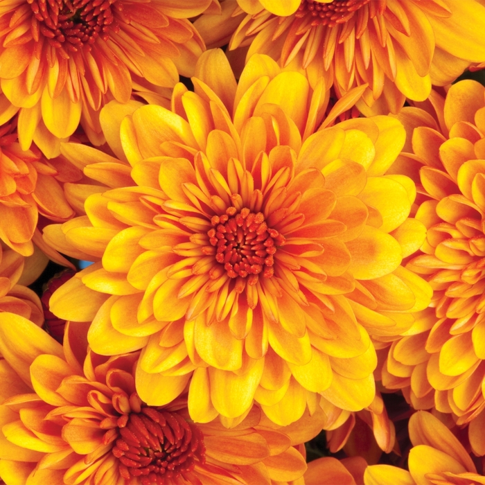 Garden Mums - Chrysanthemum 'Cheryl™ Spicy Orange'