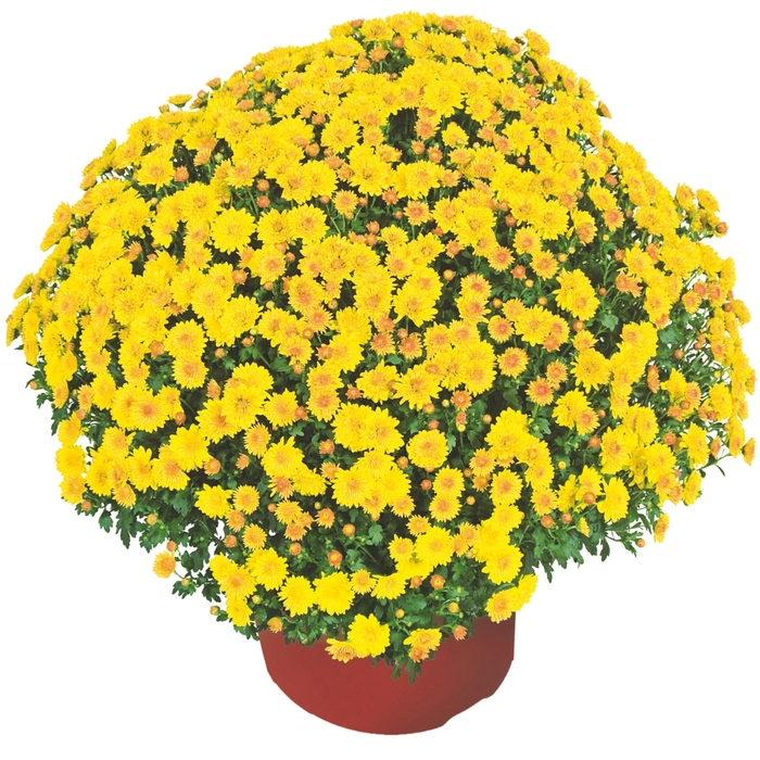 Garden Mum - Chrysanthemum x morifolium 'Cheryl™ Golden' Garden Mum - Chrysanthemum x morifolium 'Cheryl™ Golden'