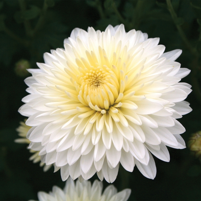 Garden Mum - Chrysanthemum x morifolium 'Cheryl™ Frosty' Garden Mum - Chrysanthemum x morifolium 'Cheryl™ Frosty'