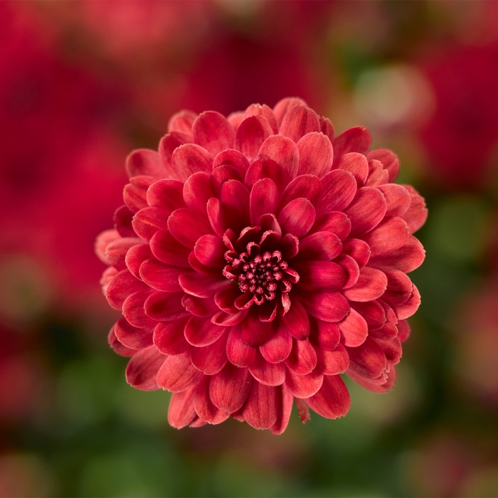 Garden Mum - Chrysanthemum x morifolium 'Danielle Red' Garden Mum - Chrysanthemum x morifolium 'Danielle Red'