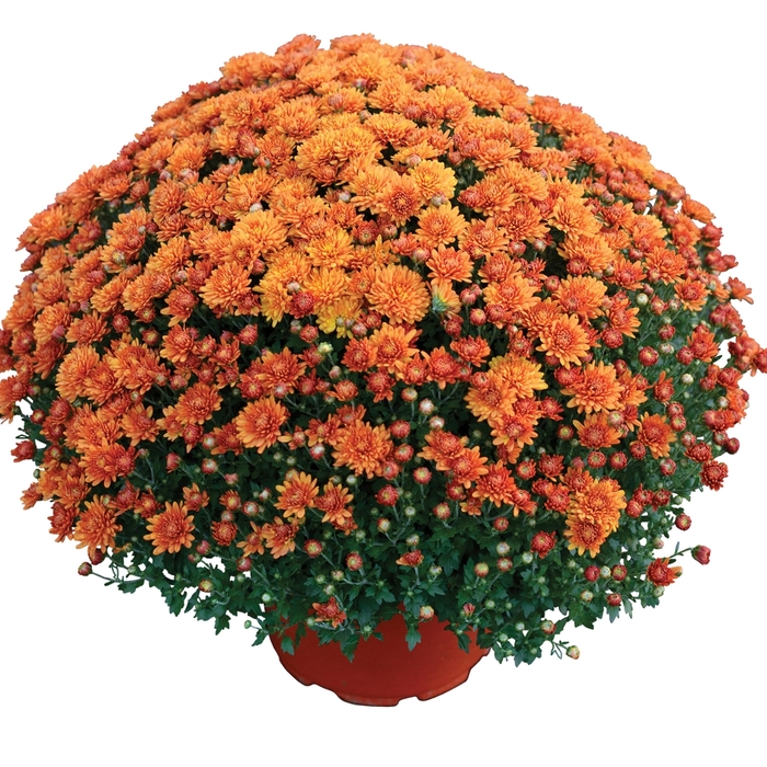 Nikki Orange - Chrysanthemum x morifolium Nikki Orange - Chrysanthemum x morifolium