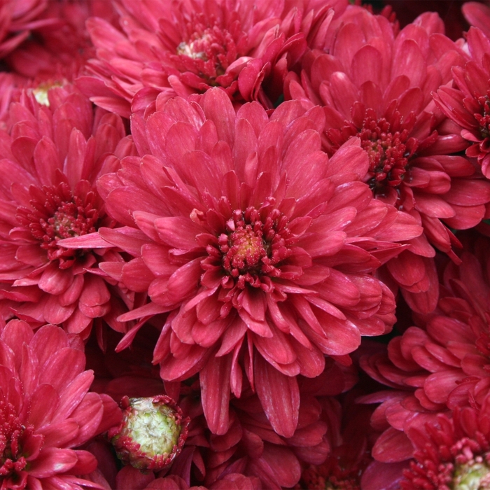 Wanda™ Red - Chrysanthemum x morifolium