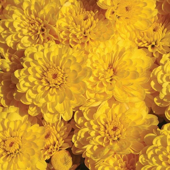 Gigi™ Yellow - Chrysanthemum grandiflorum