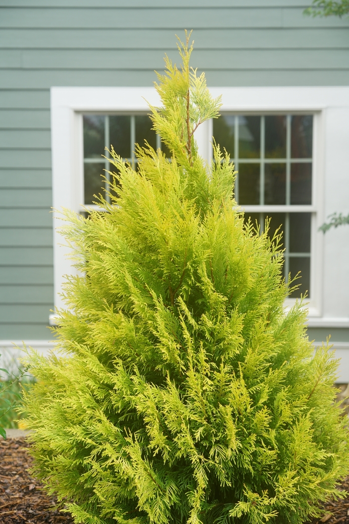 'Fluffy®' Western Arborvitae - Thuja plicata