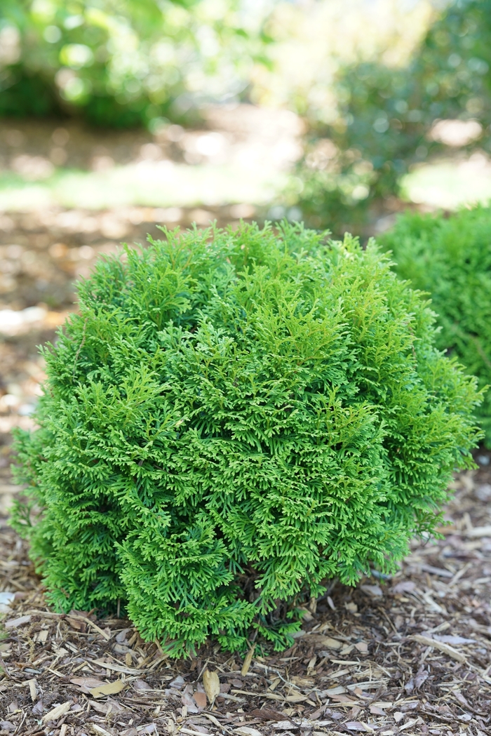 'Tater Tot®' Arborvitae - Thuja occidentalis