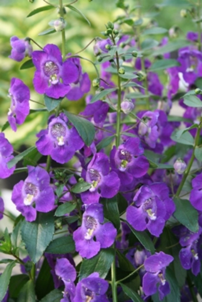 Angelface™ Blue - Angelonia angustifolia