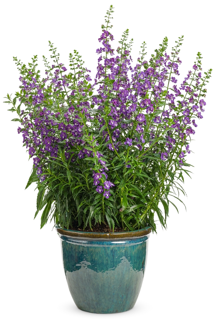 Summer Snapdragon - Angelonia 'Angelface™ Super Blue' Summer Snapdragon - Angelonia 'Angelface™ Super Blue'