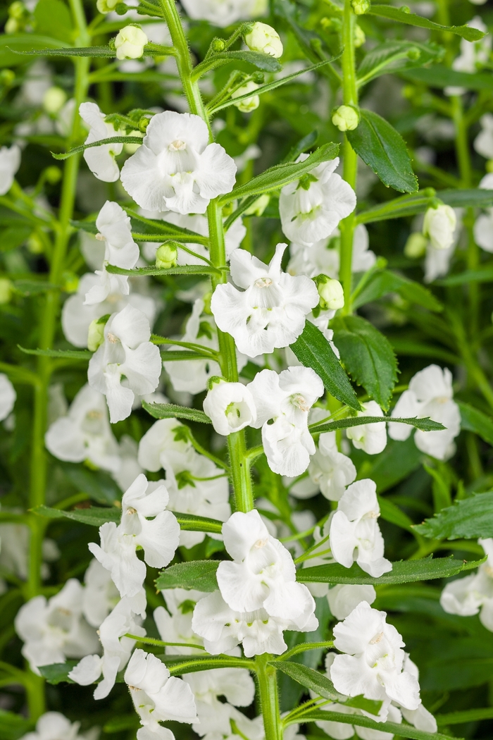 Summer Snapdragon - Angelonia 'Angelface® Super White' Summer Snapdragon - Angelonia 'Angelface® Super White'