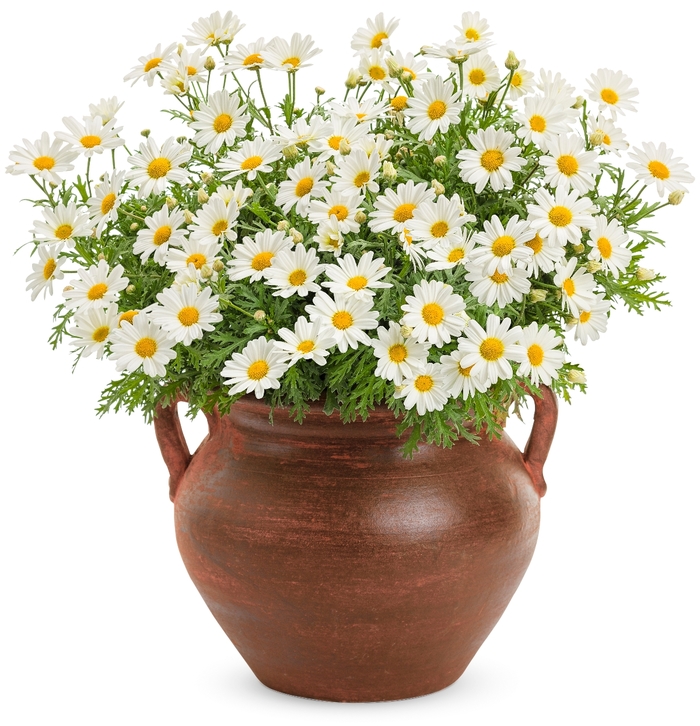 Marguerite Daisy - Argyranthemum 'Pure White Butterfly™'