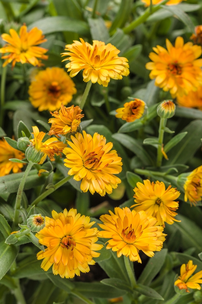 Pot Marigold - Calendula officinalis 'Lady Godiva Orange' Pot Marigold - Calendula officinalis 'Lady Godiva Orange'