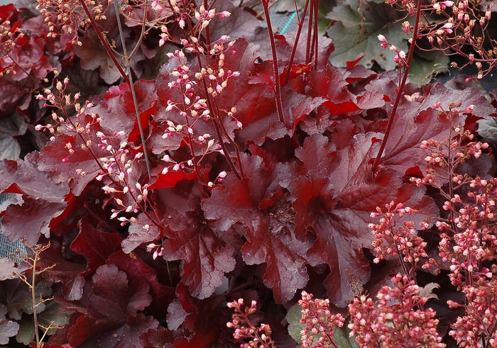 Coral Bells - Heuchera 'Forever Red'