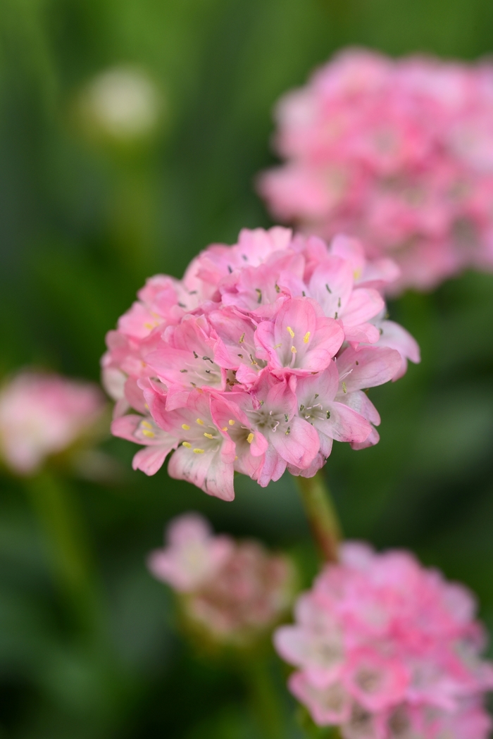 Sea Thrift - Armeria pseudarmeria Dreameria™ 'Daydream'