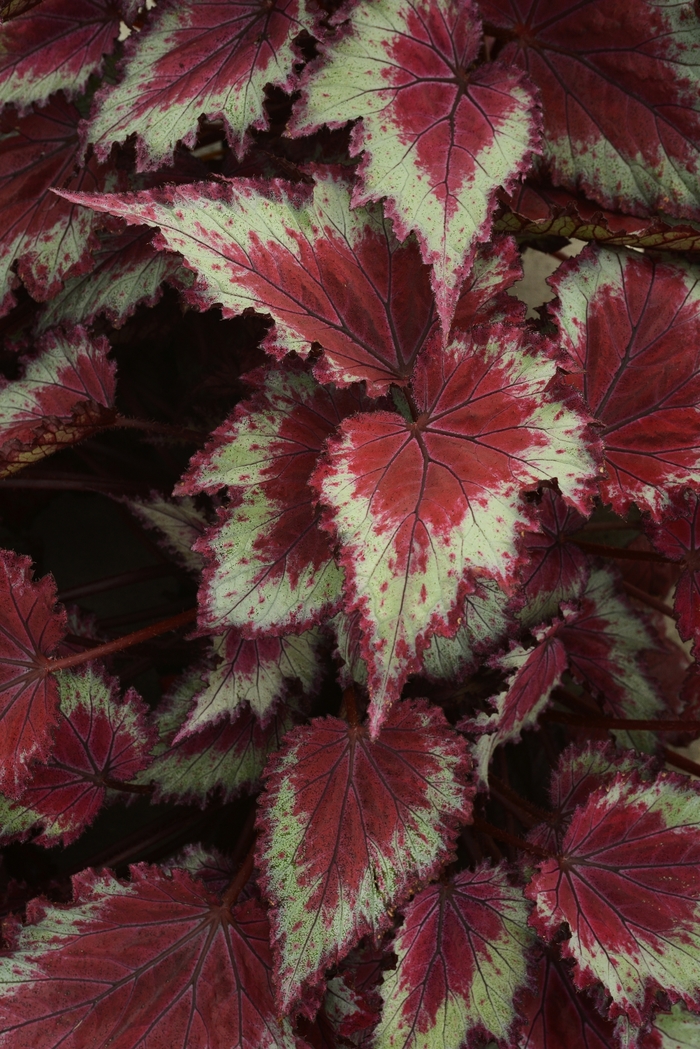 Begonia, Rex - Begonia x tuberhybrida 'Red Splash'