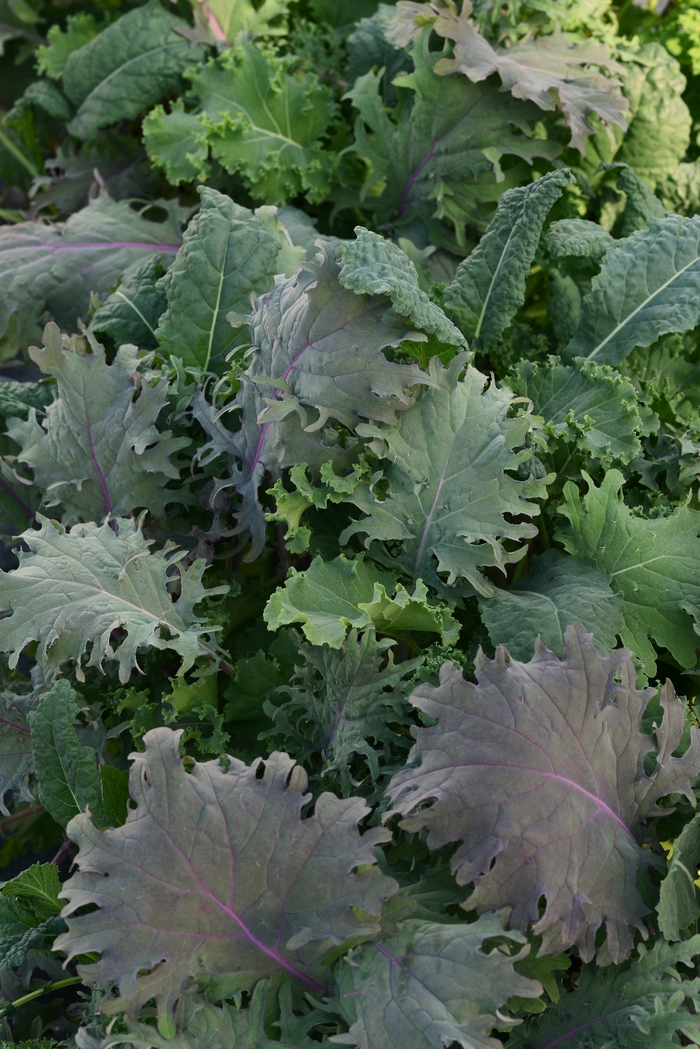 Kale - Brassica oleracea 'Simply Salad Storm Mixture'
