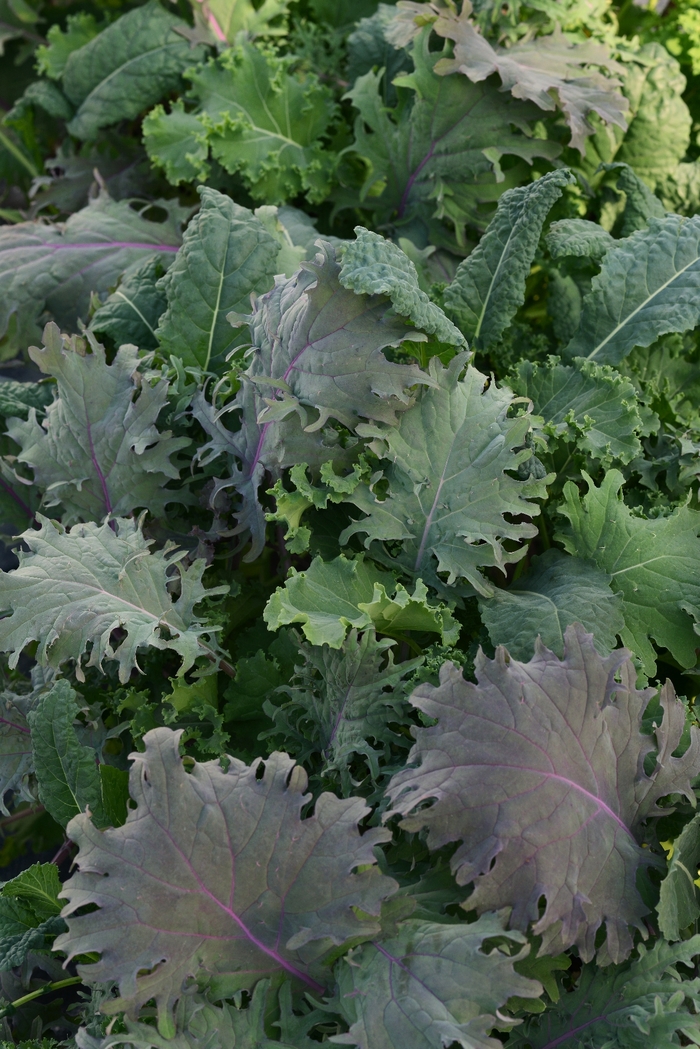 Kale - Brassica oleracea 'Simply Salad Storm Mixture' Kale - Brassica oleracea 'Simply Salad Storm Mixture'