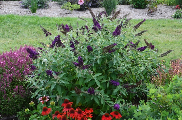 Butterfly Bush - Buddleia davidii 'Monarch® Dark Dynasty'