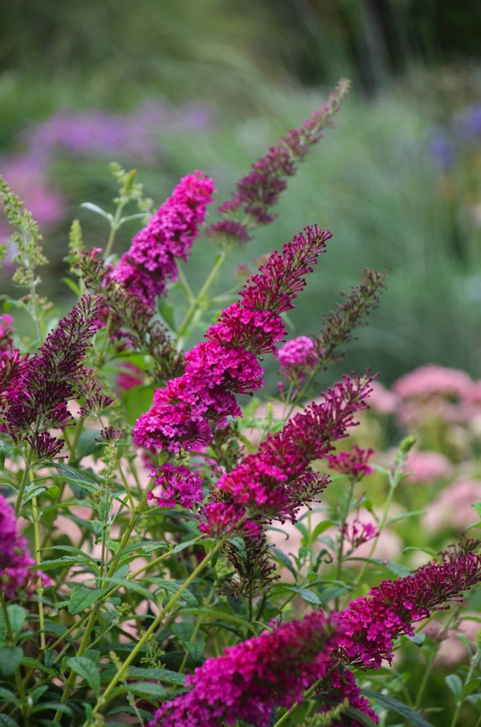 Butterfly Bush - Buddleia davidii 'Monarch® Queen of Hearts'