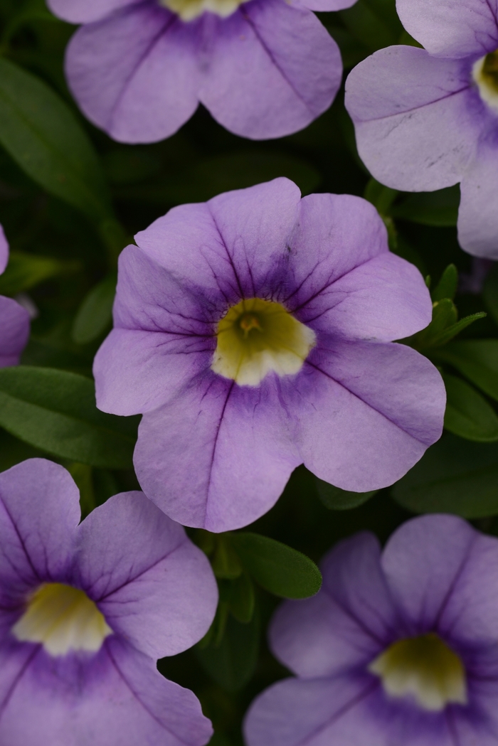 Cabaret® 'Sky Blue' - Calibrachoa (Mini Petunia) Cabaret® 'Sky Blue' - Calibrachoa (Mini Petunia)